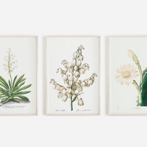 Yucca Print Set, Set of 3 Vintage Prints, California Yucca, Agave Digital Art, Neutral Vintage Decor, Boho Cactus Print, Printable Wall Art