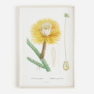 Night Blooming Cereus Print, Cereus Wall Art, Botanical Wall Art, Cactus Poster, Vintage Cactus Print, Instant Download, Southwestern Decor