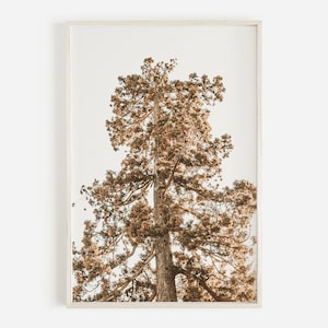 Tree Top Photo, Redwoods Wall Art, Rustic Forest Decor, California Forest, Eureka Redwood Trees, Nature Photography, Redwood Tree Printable