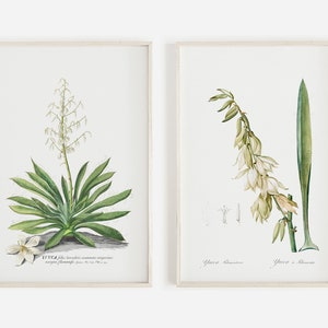Desert Print Set, Vintage Yucca Cactus, California Wall Art, 2 Piece Print Set, Vintage Cactus Illustration, Set of 2 Print, Neutral Vintage