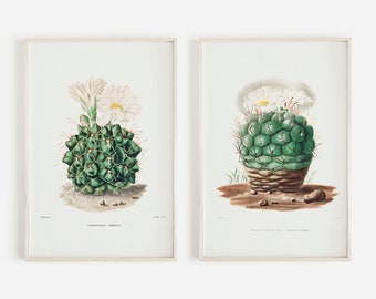 Barrel Cactus Vintage Prints, 2 Piece Print Set, Neutral Cactus Drawing, Boho Vintage Cactus, Arizona Cactus Art, Cactus Print Set, Set of 2