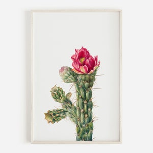 Walkingstick Cholla, Cholla Cactus Print, Vintage Illustration, Botanical Wall Art, Succulent Poster, Cholla Desert Print, Vintage Cacti Art