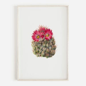 Igel Kaktus Zeichnung, Sukkulenten Druck, botanische Illustration, Vintage Kaktus Poster, Wüste digitale Kunst, Kalifornien Kakteen, Kaktus Blume