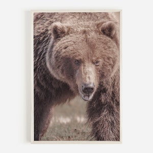 Puede incluir: Un retrato de cerca de un oso pardo mirando directamente a la c&aacute;mara. El pelaje del oso es grueso y peludo, y sus ojos son oscuros e intensos.