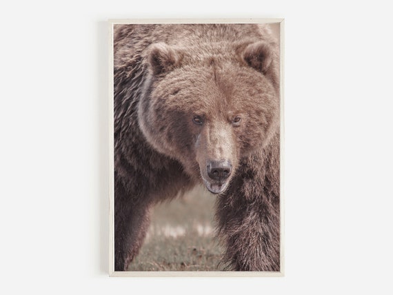 Bear Wall Art, Nature Print, Wildlife Photography, Brown Bear Photo, Rustic Wall Art, Western Decor, Grizzly Bear Nature Print, Grizzly Art
