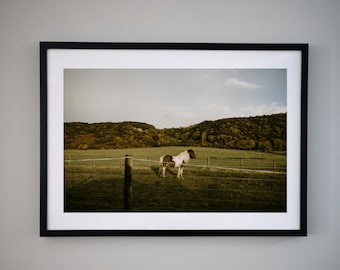 Roadside Pony - Scotland Print, Travel Photography, Scotland Photography, Scotland Poster
