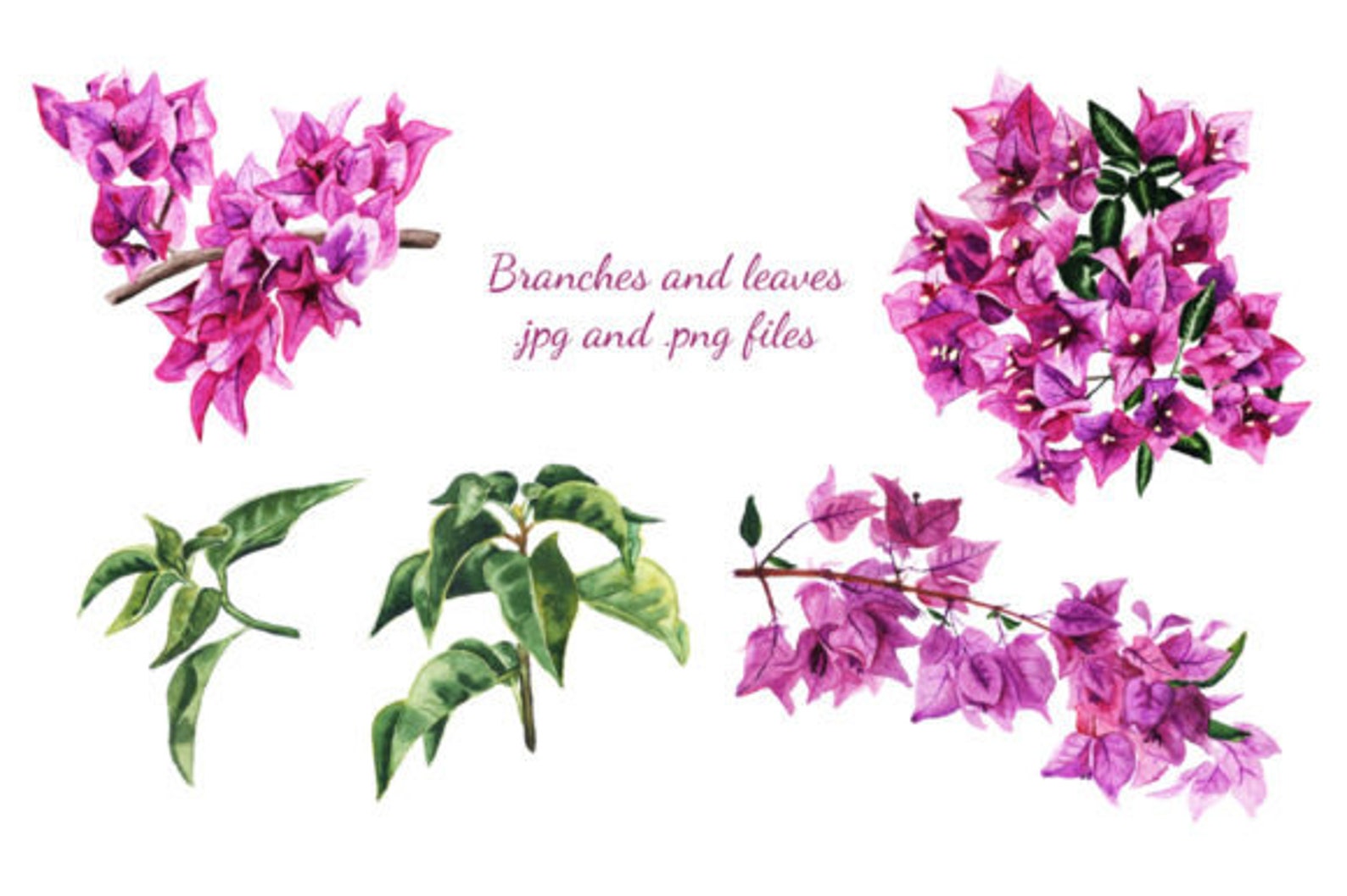 Watercolor Bougainvillea Clipart Watercolor Floral Clipart Etsy watercolor-bougainvillea-clipart-watercolor-floral-clipart-etsy