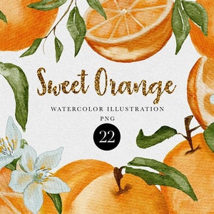 Watercolor Orange clipart PNG Set of citrus oranges, Hand-painted clip art, Botanical, Digital files, Orange Branches Blossom