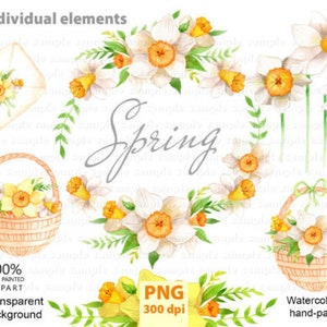 Daffodils Clipart Watercolor Hand Painted Clipart Printable Narcissus Clip Art Welsh national flower