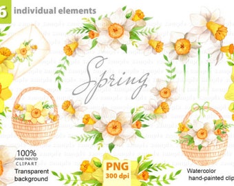 Daffodils Clipart Watercolor Hand Painted Clipart Printable Narcissus Clip Art Welsh national flower