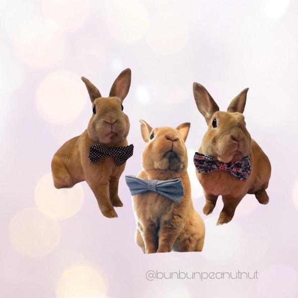 bunnies with bow ties
