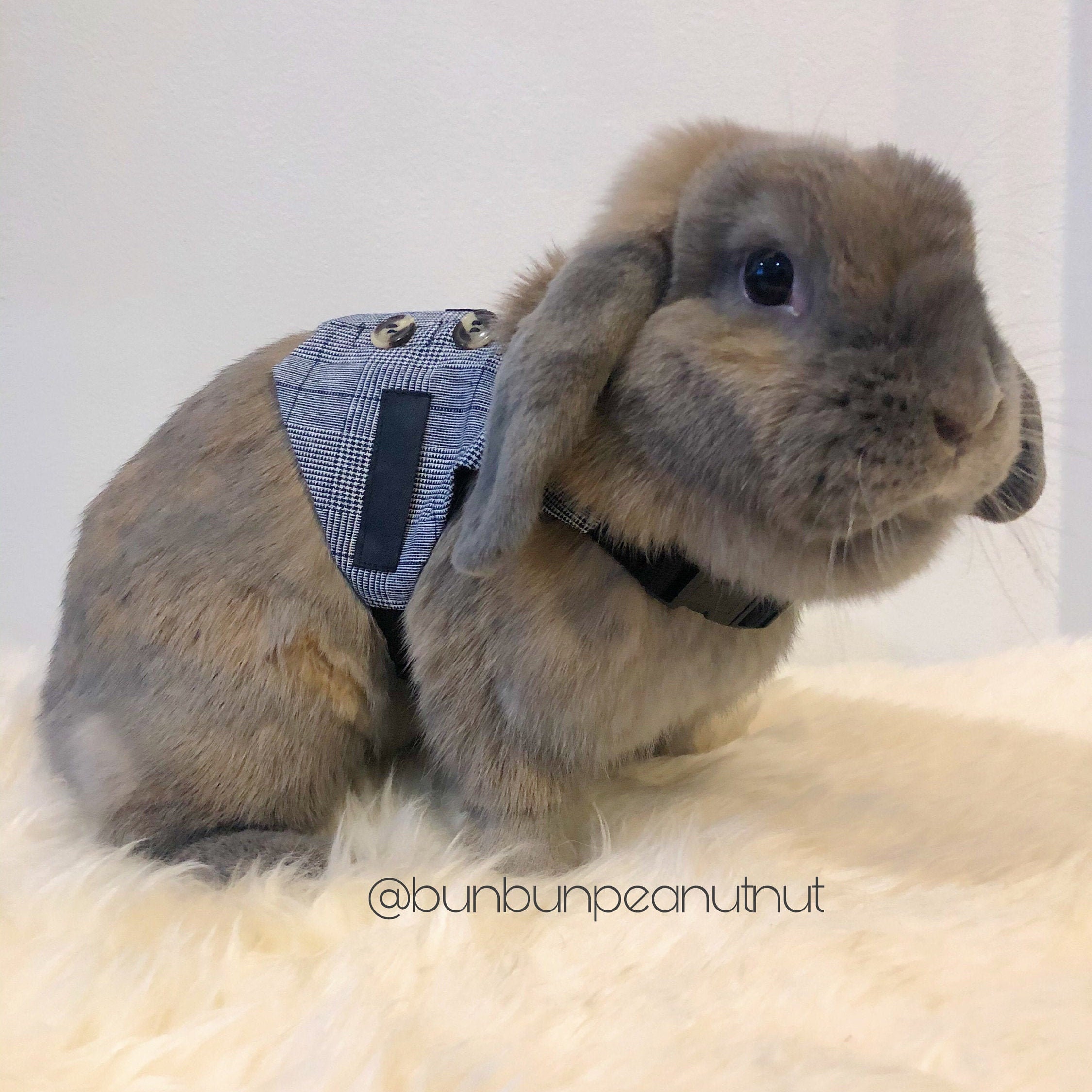 Chinchilla Harness Etsy