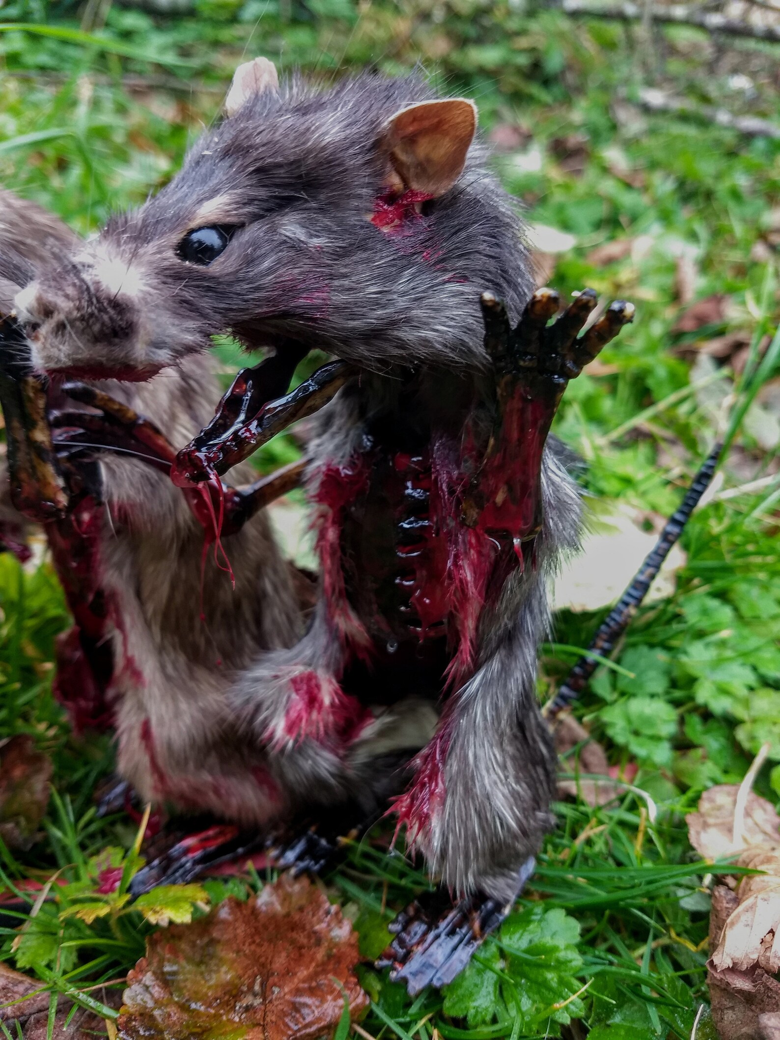 Taxidermy horror zombie rat prop..super realistic Gore..censor | Etsy