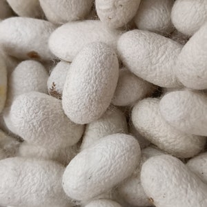May include: A close-up of a pile of white silk cocoons. The cocoons are smooth and have a slightly textured surface.
