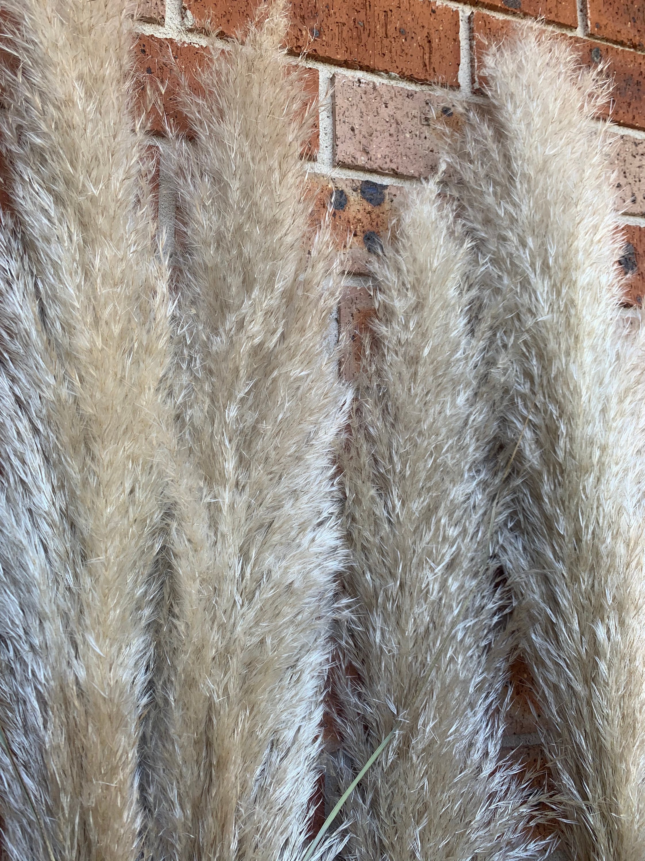 Natural Dried Pampas Grass 39 Australia floral pampas grass Etsy