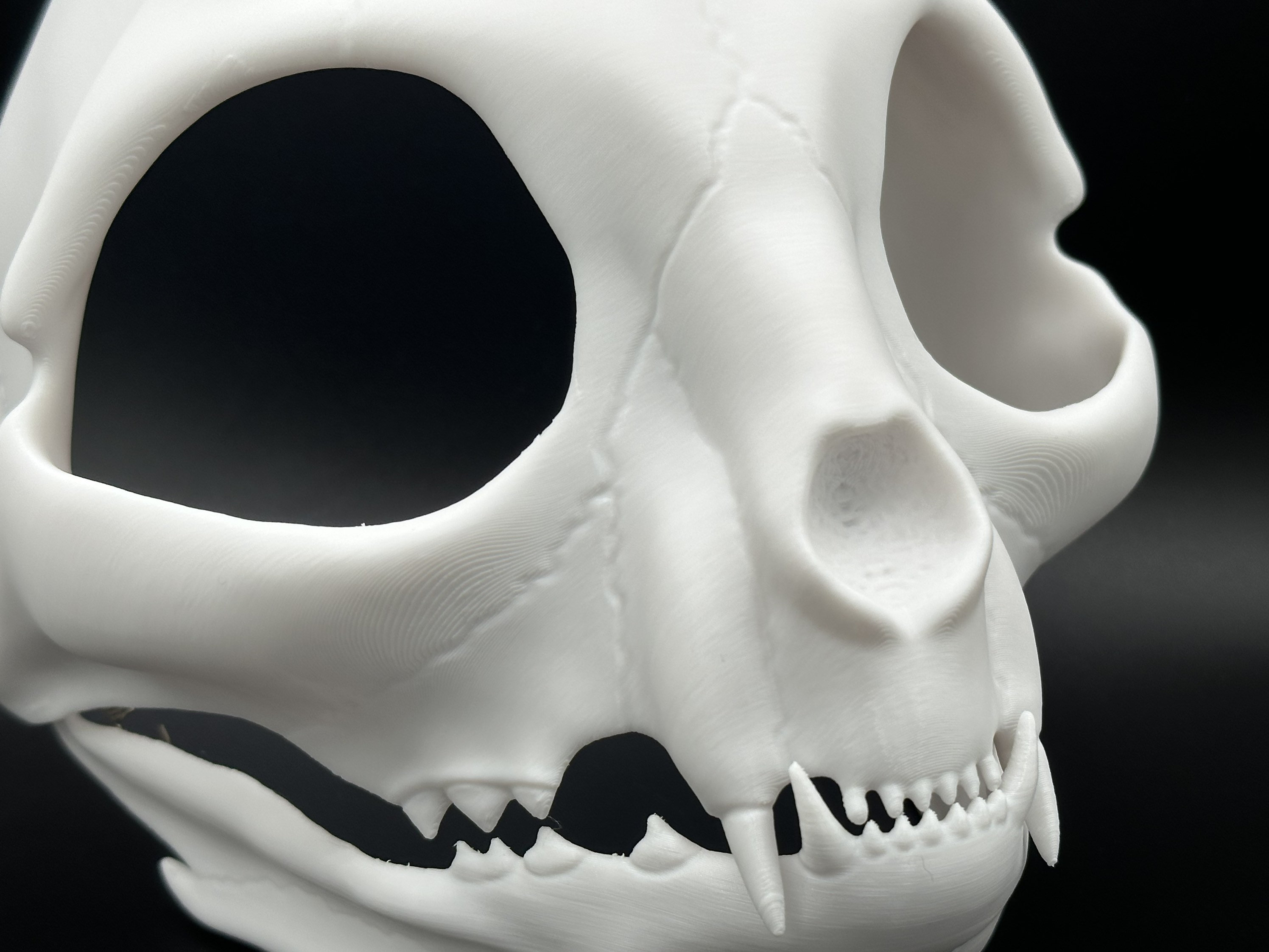 Cat Skull Bone Mask - Movable Moving Hinge Articulating Jaw- 3D