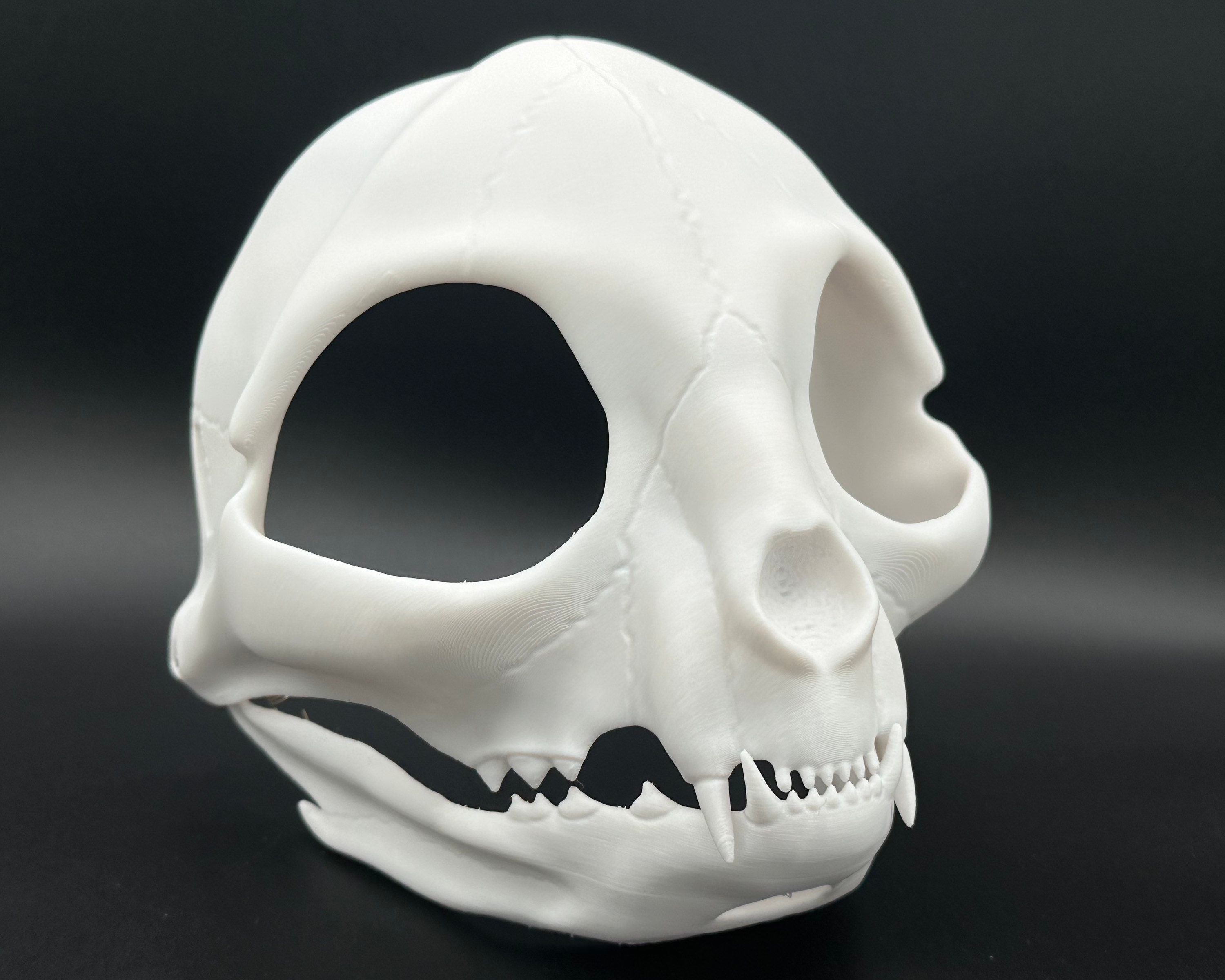 Cat Skull Bone Mask - Movable Moving Hinge Articulating Jaw- 3D