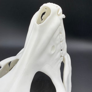 K&ouml;nnte beinhalten: Wei&szlig;er 3D-gedruckter Sch&auml;del mit offenem Mund und sichtbaren Z&auml;hnen. Der Sch&auml;del besteht aus glattem, wei&szlig;em Kunststoff.