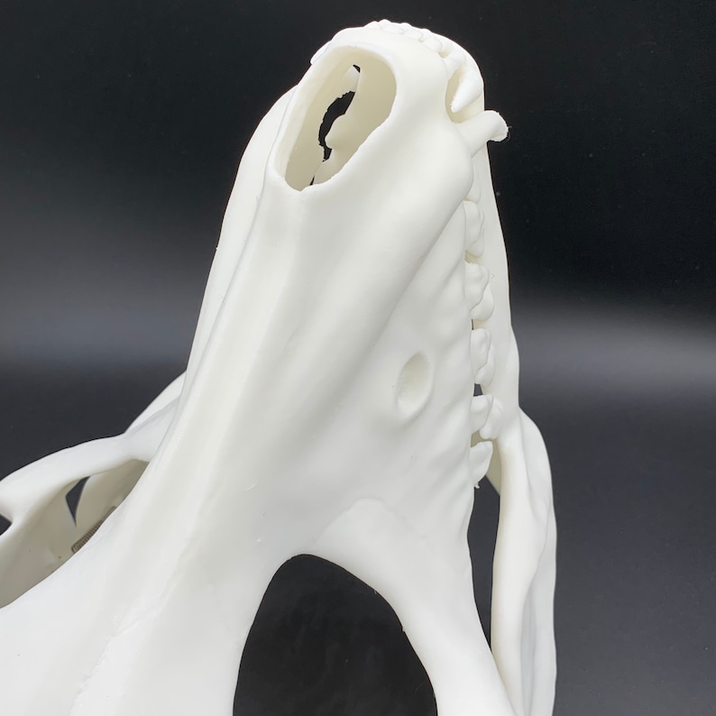 K&ouml;nnte beinhalten: Wei&szlig;er 3D-gedruckter Sch&auml;del mit offenem Mund und sichtbaren Z&auml;hnen. Der Sch&auml;del besteht aus glattem, wei&szlig;em Kunststoff.