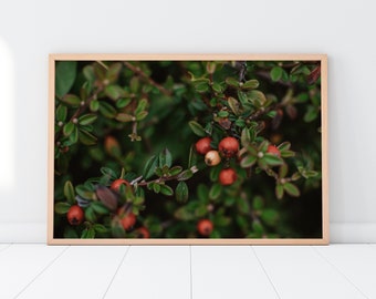 Chinese Firethorn Plant Printable Wall Art | Floral Flower Botanical Nature Outdoors Macro Photography Print | Instant Digital Download