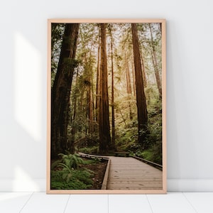 Muir Woods California Printable - Redwoods Forest Landscape Photography, Nature Wall Art - Instant Digital Download