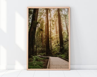 Muir Woods California Printable - Redwoods Forest Landscape Photography, Nature Wall Art - Instant Digital Download