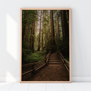 Muir Woods Redwoods Wall Art - California Forest Nature Printable, Northern California Landscape Photography - Instant Digital Download