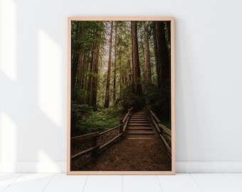Muir Woods Redwoods Wall Art - California Forest Nature Printable, Northern California Landscape Photography - Instant Digital Download
