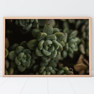 Succulent Plant Printable Wall Art | Floral Flower Botanical Nature Outdoors Macro Photography Print | Instant Digital Download