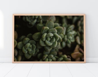 Succulent Plant Printable Wall Art | Floral Flower Botanical Nature Outdoors Macro Photography Print | Instant Digital Download