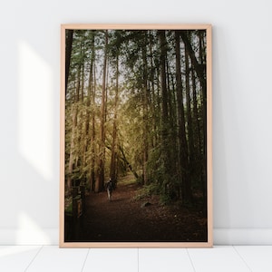 Redwoods Printable Wall Art | Nature Forest Redwood Trees Landscape Photography Print | Instant Digital Download