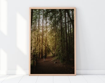 Redwoods Printable Wall Art | Nature Forest Redwood Trees Landscape Photography Print | Instant Digital Download