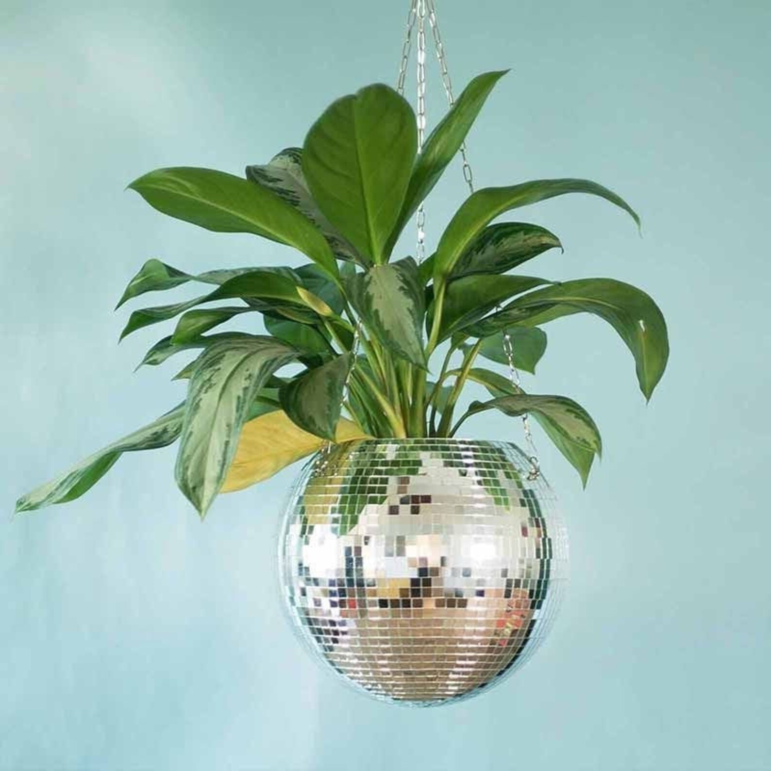 Disco planter