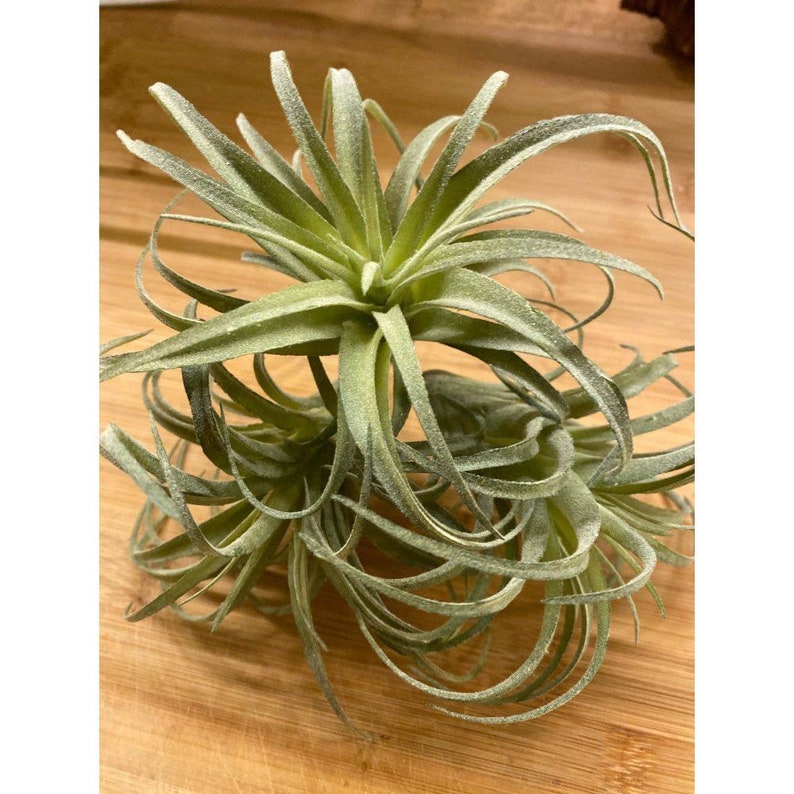 DIY Garden Artificial Tillandsia Faux Air Plants Artificial Etsy