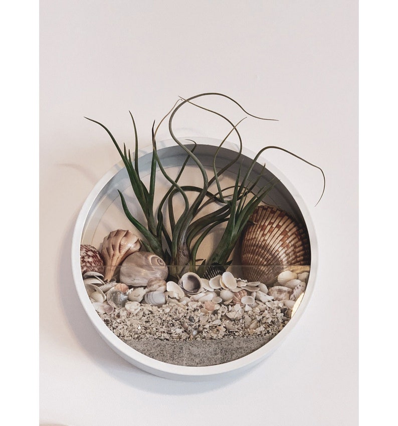 Hanging Wall Planter for Air Plants Round Hanging Planter