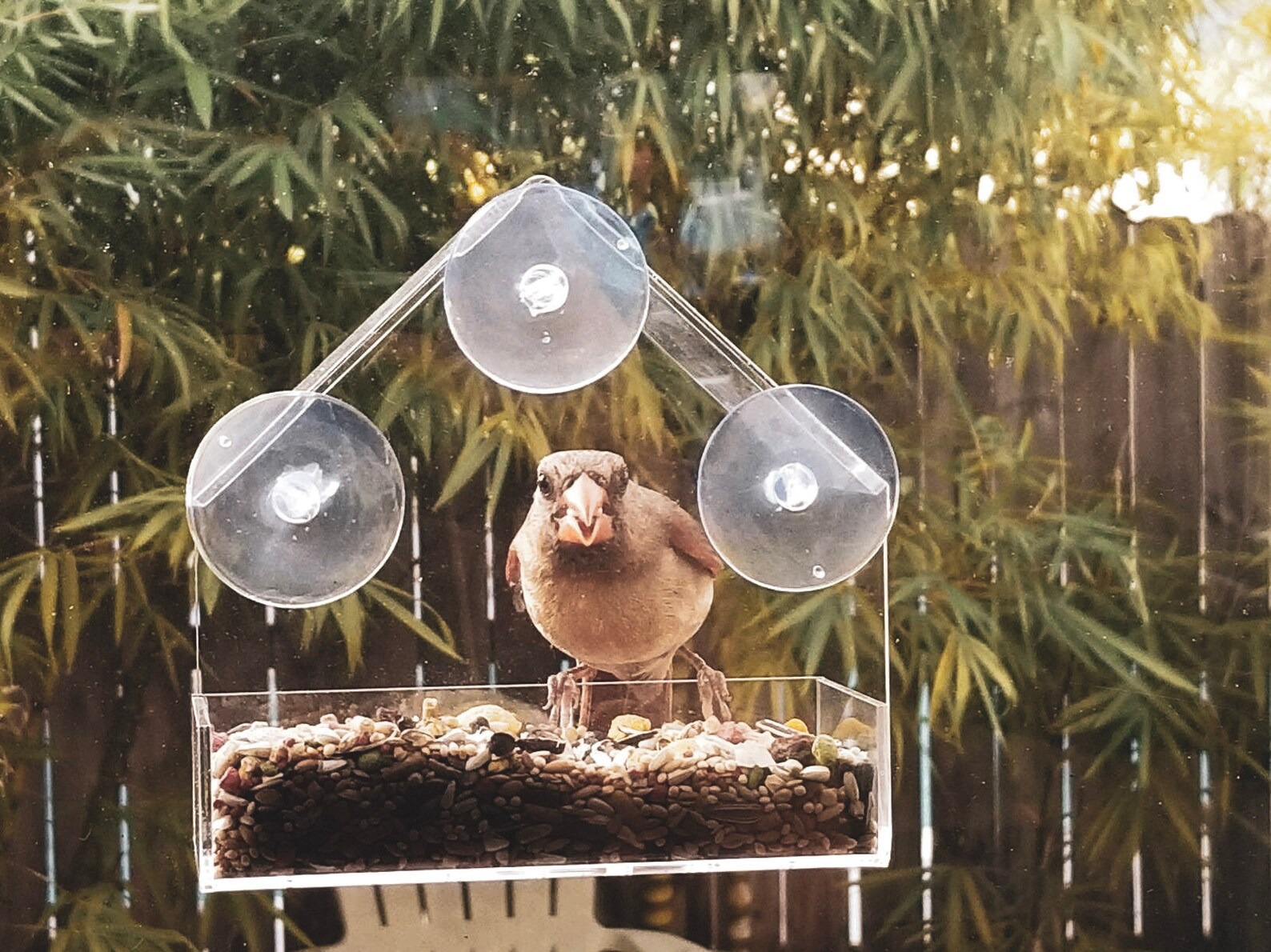 Small Window Bird Feeder Hanging Bird Feeder Acrylic Glass Etsy