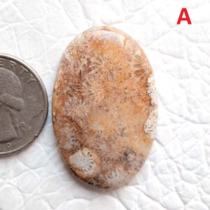Piedra preciosa cabujón de coral fósil natural. Coral fósil semiprecioso. Fabricación de piedras preciosas sueltas para envolver con alambre.