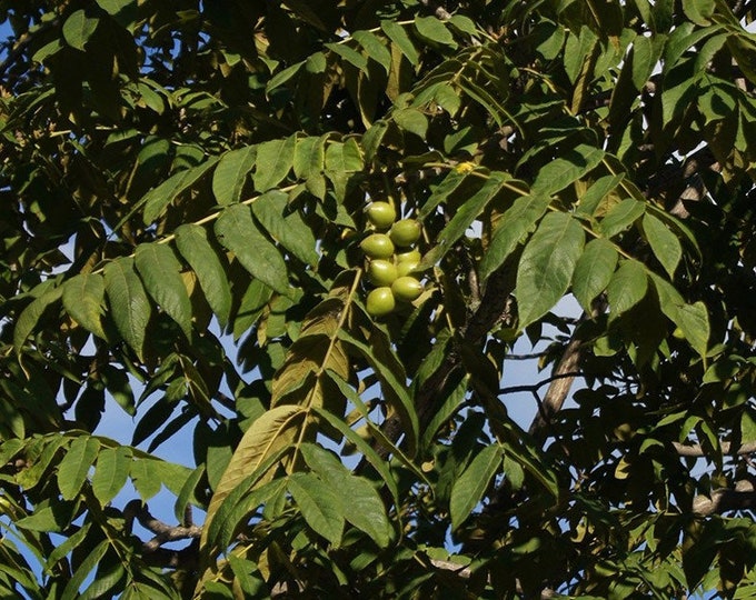Орех Сердцевидный Купить Саженцы В Москве
