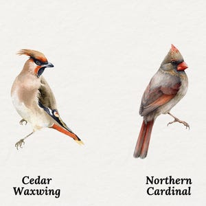 May include: Watercolor illustration of two birds: a Cedar Waxwing and a Northern Cardinal. The Cedar Waxwing is tan, brown, and orange, with the text "Cedar Waxwing" below. The Northern Cardinal is gray, red, and brown, with the text "Northern Cardinal" below.