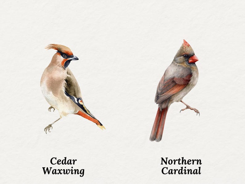May include: Watercolor illustration of two birds: a Cedar Waxwing and a Northern Cardinal. The Cedar Waxwing is tan, brown, and orange, with the text "Cedar Waxwing" below. The Northern Cardinal is gray, red, and brown, with the text "Northern Cardinal" below.