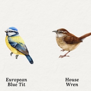 May include: Watercolor illustration of two birds on a white background. A European Blue Tit with blue, yellow, and black plumage is on the left. A House Wren, brown and tan, is on the right. Text below each bird identifies the species.