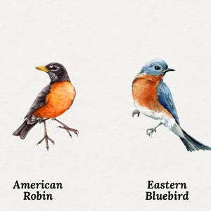 May include: Watercolor illustrations of two birds on a white background. The first bird is an American Robin with an orange breast, black head, and gray wings. The second bird is an Eastern Bluebird with a blue head and wings and an orange breast. Text below each bird identifies the species.