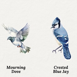May include: Watercolor illustration of two birds on a white background. A Mourning Dove in flight with gray and white feathers, and a Crested Blue Jay with blue, black, and white plumage. Text below reads "Mourning Dove" and "Crested Blue Jay."