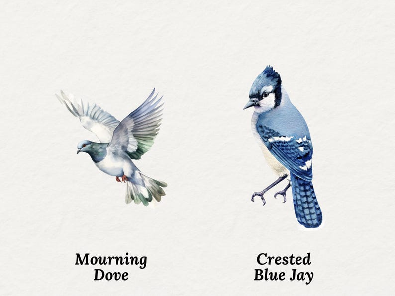 May include: Watercolor illustration of two birds on a white background. A Mourning Dove in flight with gray and white feathers, and a Crested Blue Jay with blue, black, and white plumage. Text below reads "Mourning Dove" and "Crested Blue Jay."