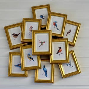 Könnte beinhalten: Eine Sammlung gerahmter Vogelkunstdrucke. Jeder Druck zeigt eine andere Vogelart in Aquarell, eingebettet in einen goldfarbenen Rahmen. Die Rahmen sind vor einem weißen Hintergrund in einer Gruppe angeordnet.