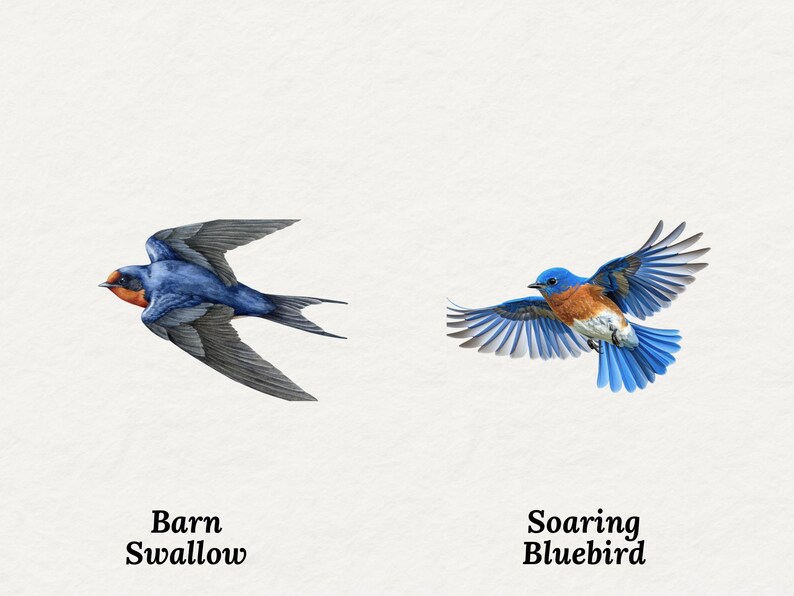 May include: Watercolor illustration of two birds in flight. A Barn Swallow with blue and orange plumage, and a Soaring Bluebird with blue and brown feathers. Text below each bird identifies them.