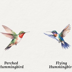 May include: Watercolor illustration of two hummingbirds. One is perched with red throat feathers, the other is in flight with blue and purple plumage. Text below reads "Perched Hummingbird" and "Flying Hummingbird".