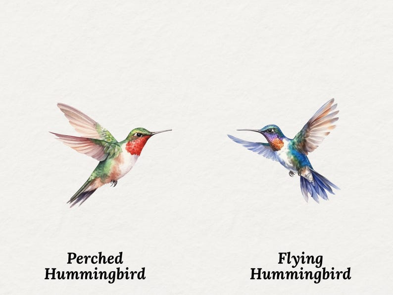 May include: Watercolor illustration of two hummingbirds. One is perched with red throat feathers, the other is in flight with blue and purple plumage. Text below reads "Perched Hummingbird" and "Flying Hummingbird".
