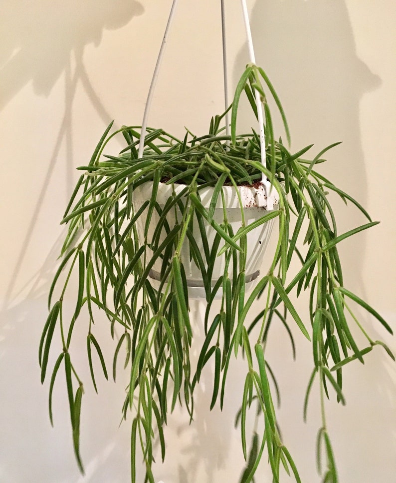 NEW Delivery VERY RARE Unique Houseplant Hoya Linearis