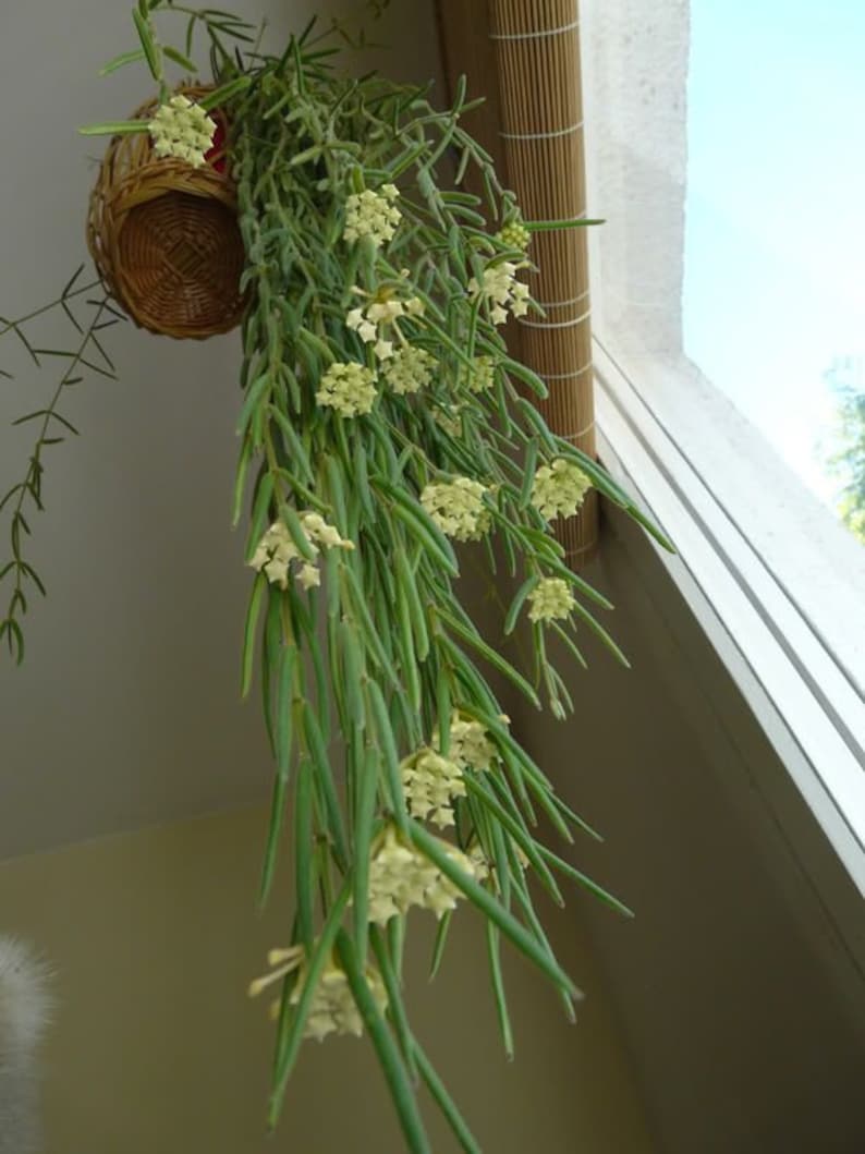 NEW Delivery VERY RARE Unique Houseplant Hoya Linearis